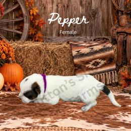 Pepper - Blue mottled female Australian Cattle Dog puppy in Oronogo, Missouri from Dutton's Show Me Farms