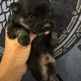 Rusty - Black and tan male Pomeranian puppy in Las Vegas, Nevada from SuperNova  & Mystic Magic Pomeranians