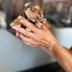 Bernedoodle, Double Doodle, and Saint Berdoodle Puppies from Remington Kennels, LLC