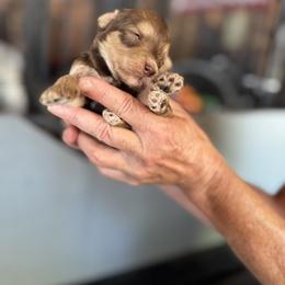 Bernedoodle, Double Doodle, and Saint Berdoodle Puppies from Remington Kennels, LLC