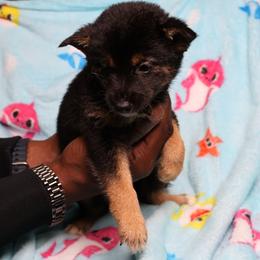 Opal - Black and tan female Shiba Inu puppy in Ewing Township, New Jersey from NJ Shiba Baby