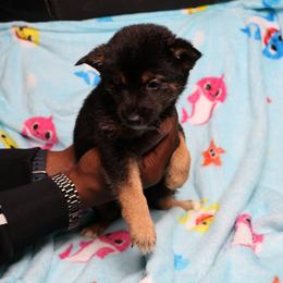 Opal - Black and tan female Shiba Inu puppy in Ewing Township, New Jersey from NJ Shiba Baby