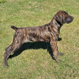 Cici - Brindle female Boerboel puppy in Pattison, Texas from Sure Bet Kennels