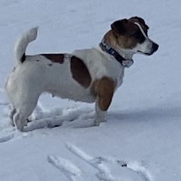 Pippin - Jack Russell Terrier