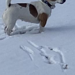 Pippin - Jack Russell Terrier