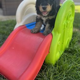 Bernedoodle and Poodle Puppies from Doggy Darlins
