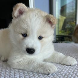 Pomsky Puppies from JadesPomskyResort