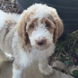 Girl 6 - Poodle puppy from Kelley’s Poodle Patch