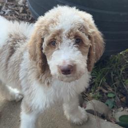 Girl 6 - Poodle puppy from Kelley’s Poodle Patch