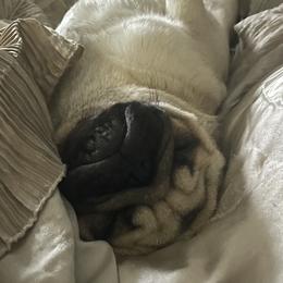 Bulldog and Pug Puppies from Love that bulldog lewter family