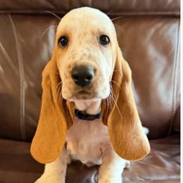 Blue - Lemon and white male Basset Hound puppy in Columbia, South Carolina from Pawmetto Hounds