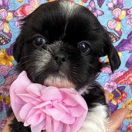 Chloe - Black and white female Shih Tzu puppy in Hemet, California from Aloha Shih Tzu