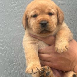 Cedar - Yellow male Labrador Retriever puppy in Clinton, New York from Skyline Hill Labradors