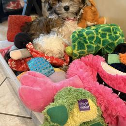Havanese Puppies from Cielo Havanese