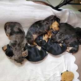 Dachshund Puppies from Doxie Lakes
