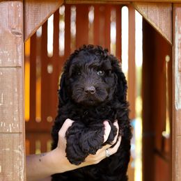 Blue - Chocolate male Australian Labradoodle puppy in Williamstown, New York from Lewis Manor Labradoodles