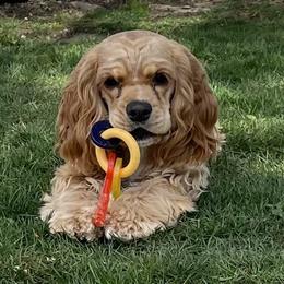 Cocker Spaniel All Grown Up from Blackberry Farm Cockers