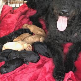 Labradoodle Puppies from Hippie Hollow Doodles