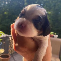 Cavalier King Charles Spaniels from iHeart Cavaliers