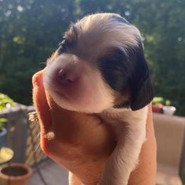 Cavalier King Charles Spaniels from iHeart Cavaliers