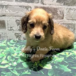 Shaded Cream Male Longhair Red Collar - Cream male Dachshund puppy in Cleveland, Tennessee from Kelly's Doxie Farm