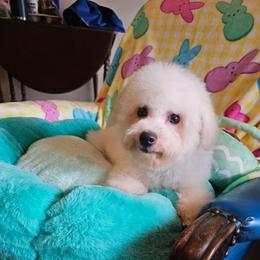 Rosie - White and buff female Bichon Frise puppy in Chatham, Illinois from Bichon Frise Partnership