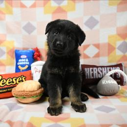 Pink collar - Bi-color female German Shepherd puppy in Ramsey, Illinois from Haus-Farr German Shepherds