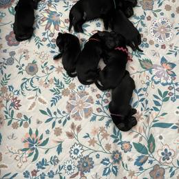 Flat-Coated Retriever Puppies from Haven Flat Coated Retrievers