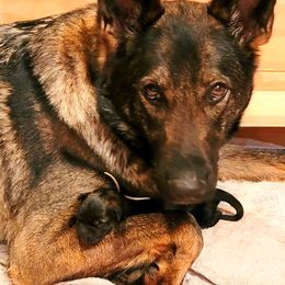 German Shepherd Puppies from Inferno Shepherds
