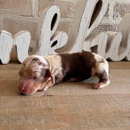 Boy dapple 1 ckc - Dapple male Dachshund puppy in Nacogdoches, Texas from S7 Dachsunds