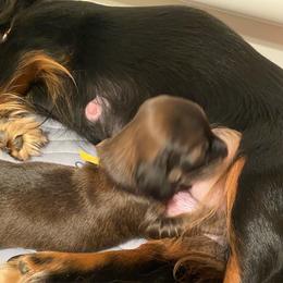 Yellow Collar Female - Red female Dachshund puppy in Madison, Indiana from Jensen Dobermans and Dachshunds