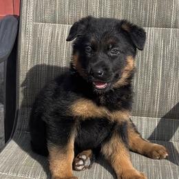 Valeria - Black and red female German Shepherd puppy in Whitewater, California from Vom Haus Metzler Shepherds