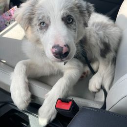 Border Collie Puppies from South Florida Stock Dogs