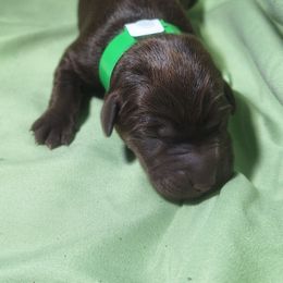 Bliss - Chocolate female Labrador Retriever puppy in Waco, Texas from Ancient Dogges Performance Dogs