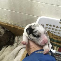 Girl 2 - Blue merle female Border Collie puppy in Hopedale , Ohio from Whipple Farms
