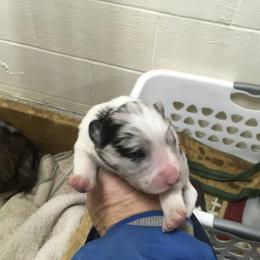 Girl 2 - Blue merle female Border Collie puppy in Hopedale , Ohio from Whipple Farms