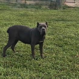 WCCC JUDY - Cane Corso