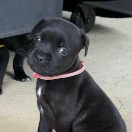 Ms. Pink - Black female Staffordshire Bull Terrier puppy in Montgomery, Texas from KnowJokes Staffordshire Bull Terriers