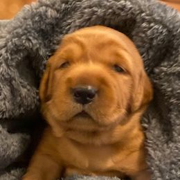 Golden Retrievers from Golden Peak Retrievers