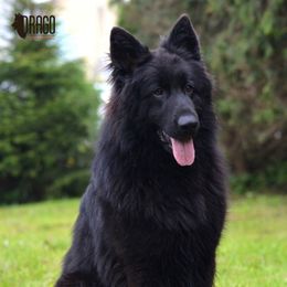 Roza - German Shepherd