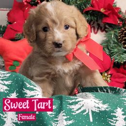Sweet Tart - Red Merle - Red female Bernedoodle puppy in Beecher, Illinois from Erica’s Doodles