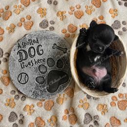 Frijole - Black and white male Chihuahua puppy in Rocky Mount, Virginia from Teeny Chihuahuas