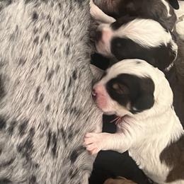 Bernedoodle, Cavapoo, and Goldendoodle Puppies from Adored Poodle & Doodles