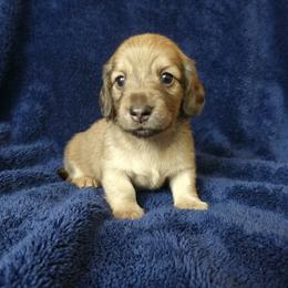 Trixie - Cream female Dachshund puppy in Plant City, Florida from Oakley's Dachshund Ranch