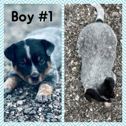 Boy - Blue speckled male Australian Cattle Dog puppy in Prague, Oklahoma from S&B Cattle Co.