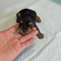 Chyna's Boy 4 - Black and tan male Yorkshire Terrier puppy in Aiken, South Carolina from Sio's Yorkies