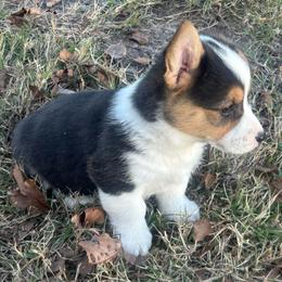 Boy 1 - Black and tan male Pembroke Welsh Corgi puppy in Honey Grove, Texas from JK Ranch Corgis