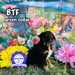 BTF green collar - Black tri-color female Australian Shepherd puppy in Greenville, Texas from Amandas Aussies