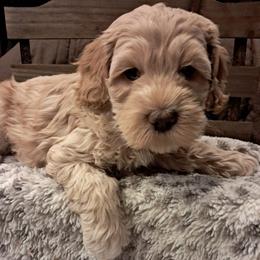 Henry - Buff and white male Cockapoo puppy in Mena, Arkansas from Ouachita River Cockapoos