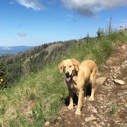 Ellie - Golden Retriever